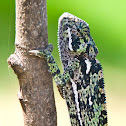 Flap-Necked Chameleon
