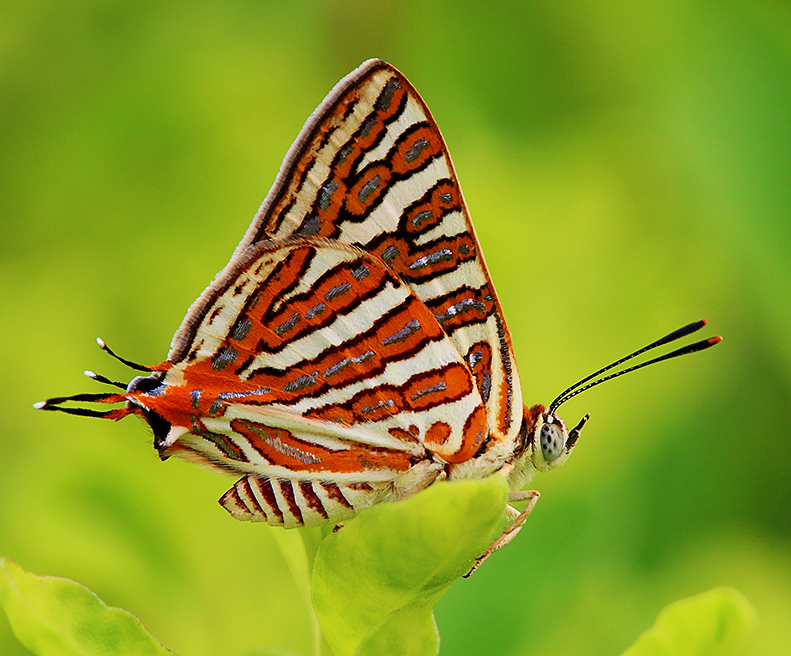 Common Silverline butterfly