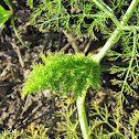 Wild Fennel