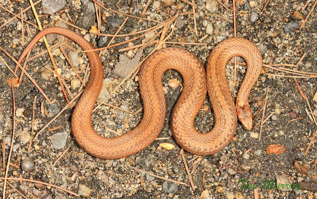Northern Red-bellied Snake