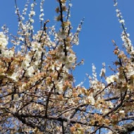 新社梅林親水岸