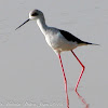 Black-winged Stilt