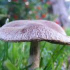 Cogumelo Viúva-Enferrugada