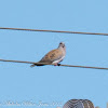 Turtle Dove; Tórtola Común