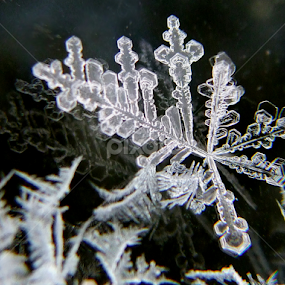 by Christine Weaver-Cimala - Nature Up Close Other Natural Objects