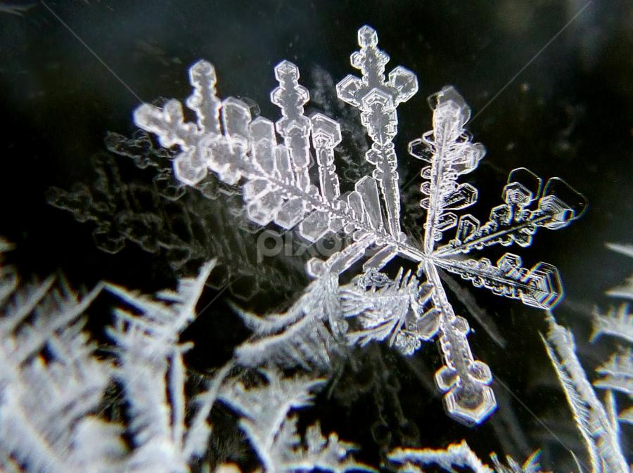 by Christine Weaver-Cimala - Nature Up Close Other Natural Objects
