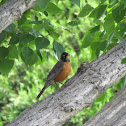 American Robin