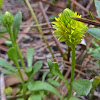 Candyroot