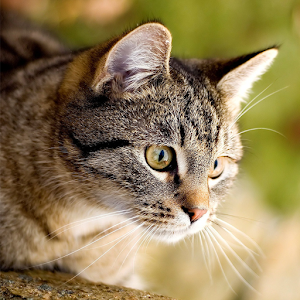 Cat Matching.apk 1.0