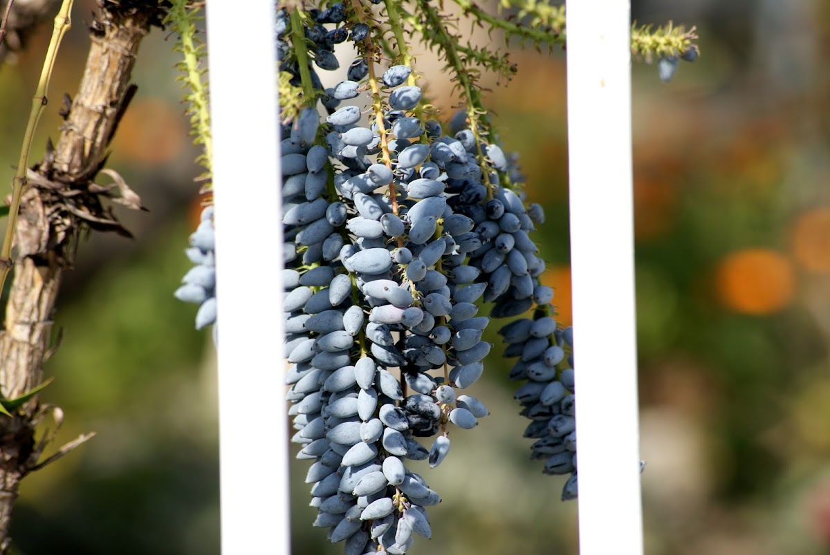 Leatherleaf Mahonia