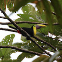 Black-mandibled Toucan