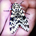 Giant Leopard moth