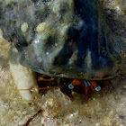 Dwarf Zebra Hermit Crab or Left-handed Hermit Crab