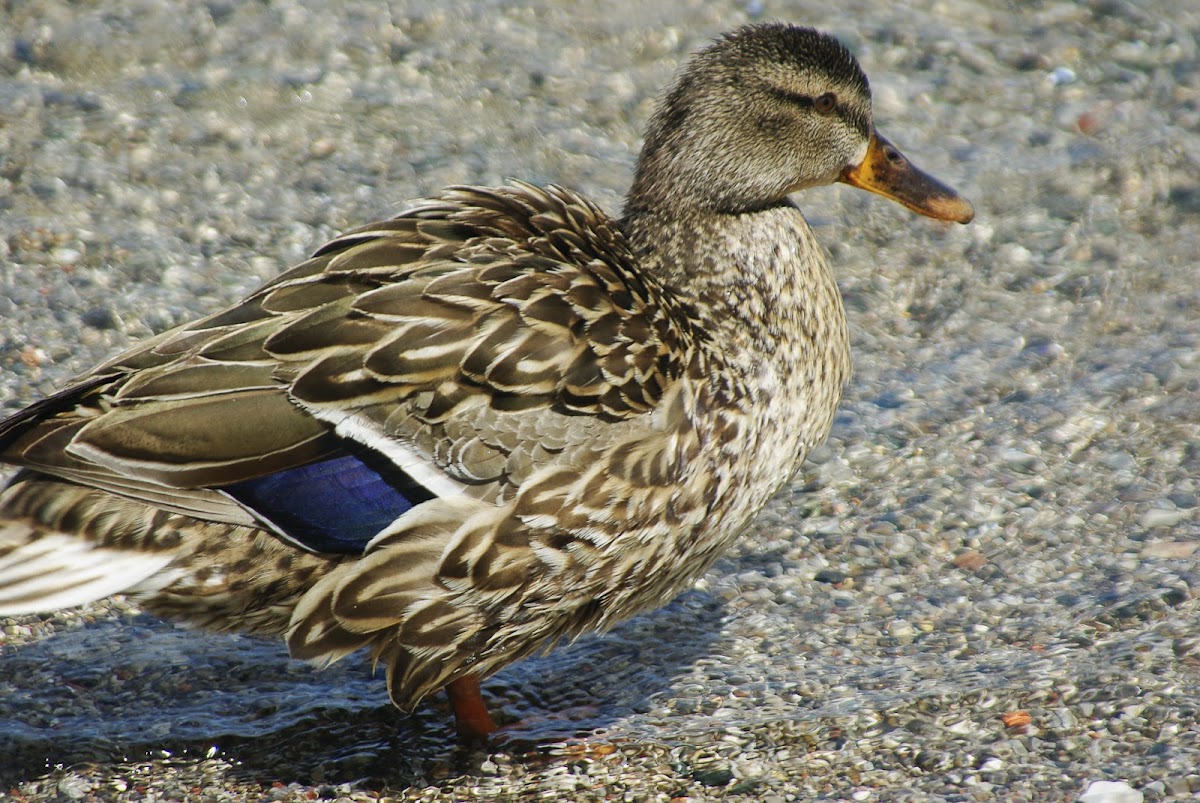 Mallard Duck (Female)