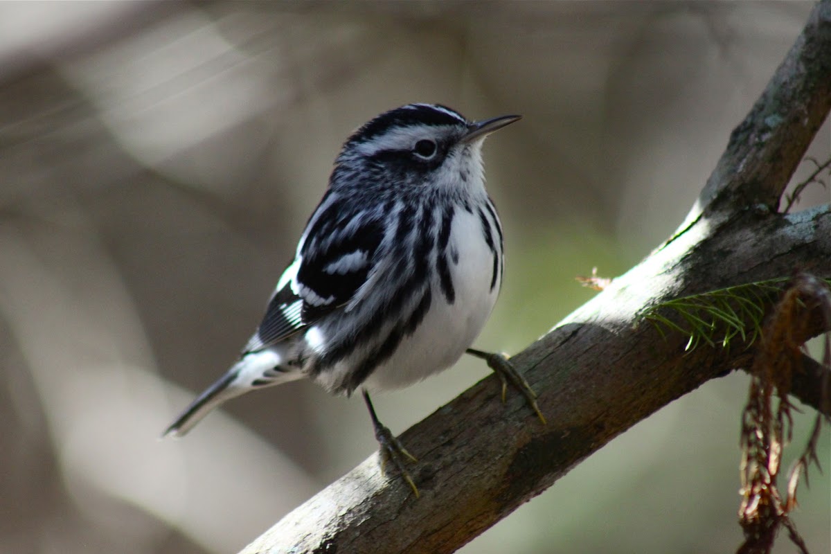 black and white warblers