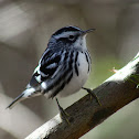 black and white warblers