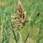 Common Reedgrass