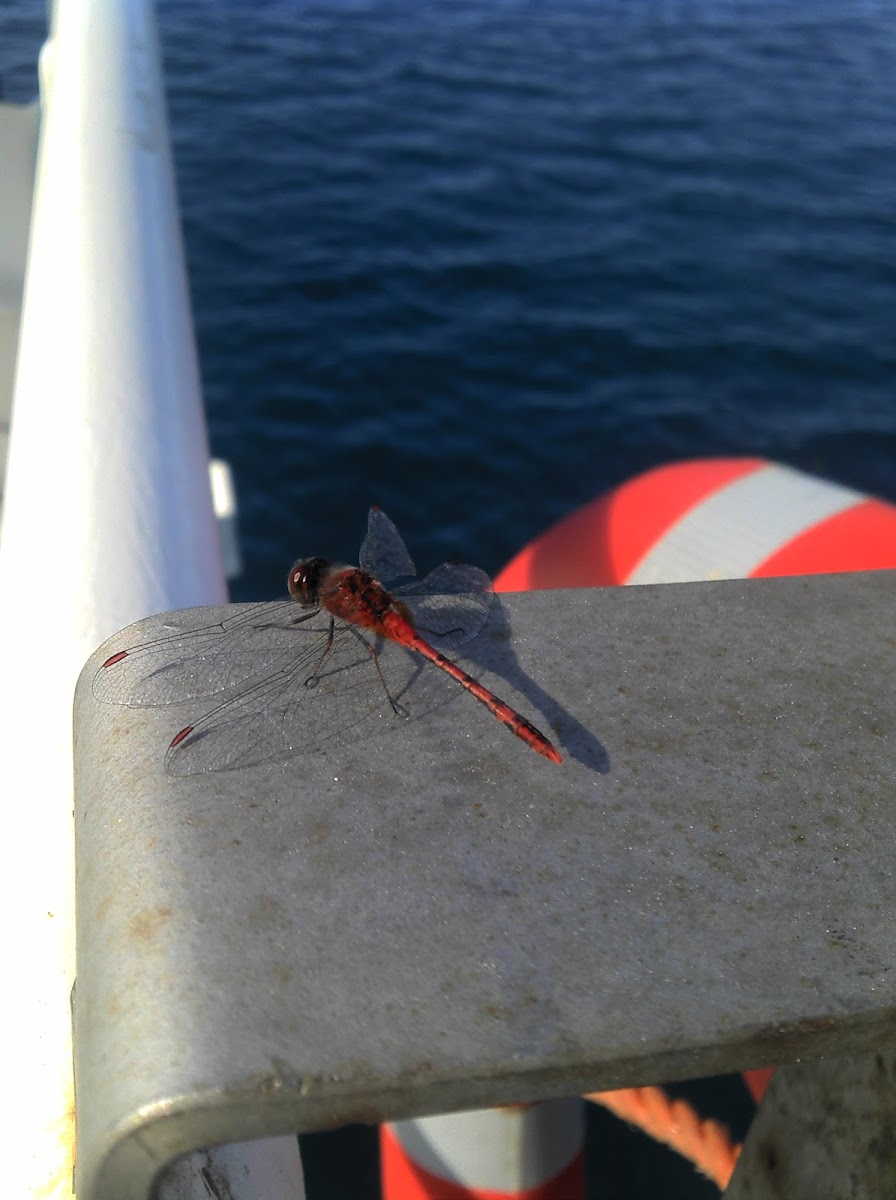 Band-winged Meadowhawk