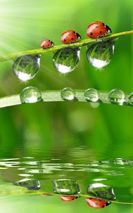 How to install Dew Drops Live Wallpaper patch 3.0 apk for android