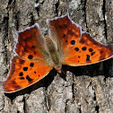 Question Mark, female, fall color form