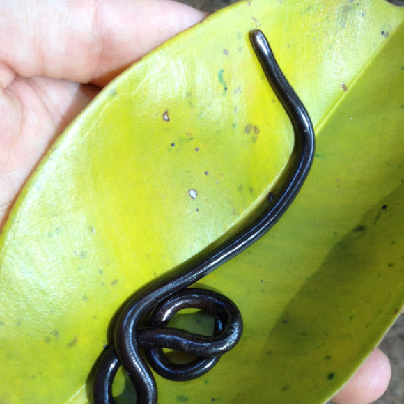 Blind snake Project Noah