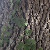 Poisin oak