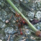 Rasberry crazy ant