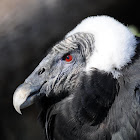 Andean condor (female)
