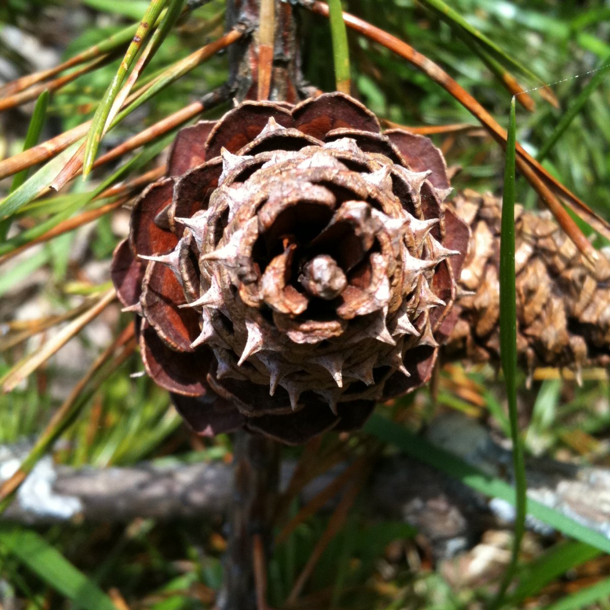 Pine cone