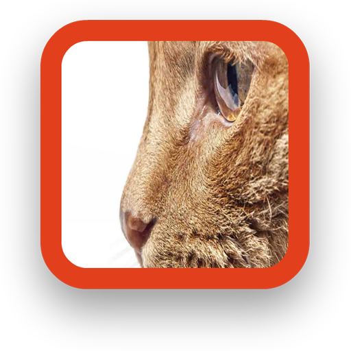 Cat Wallpapers LOGO-APP點子