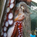 Pacific Northwest octopus