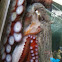 Pacific Northwest octopus