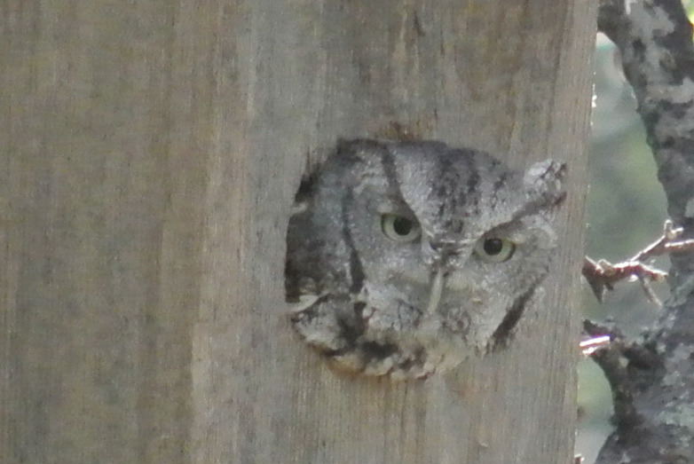 Eastern Screech Owl (grey morph)