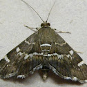 Spotted Beet Webworm Moth