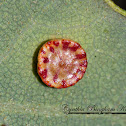 Disc Gall Wasp