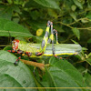 Gafanhoto (Grasshopper)