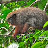 Dusky Titi monkey