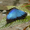 Common Blue Morpho