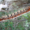 Oak Eggar Moth Caterpillar / Hrastov prelac (gusjenica)
