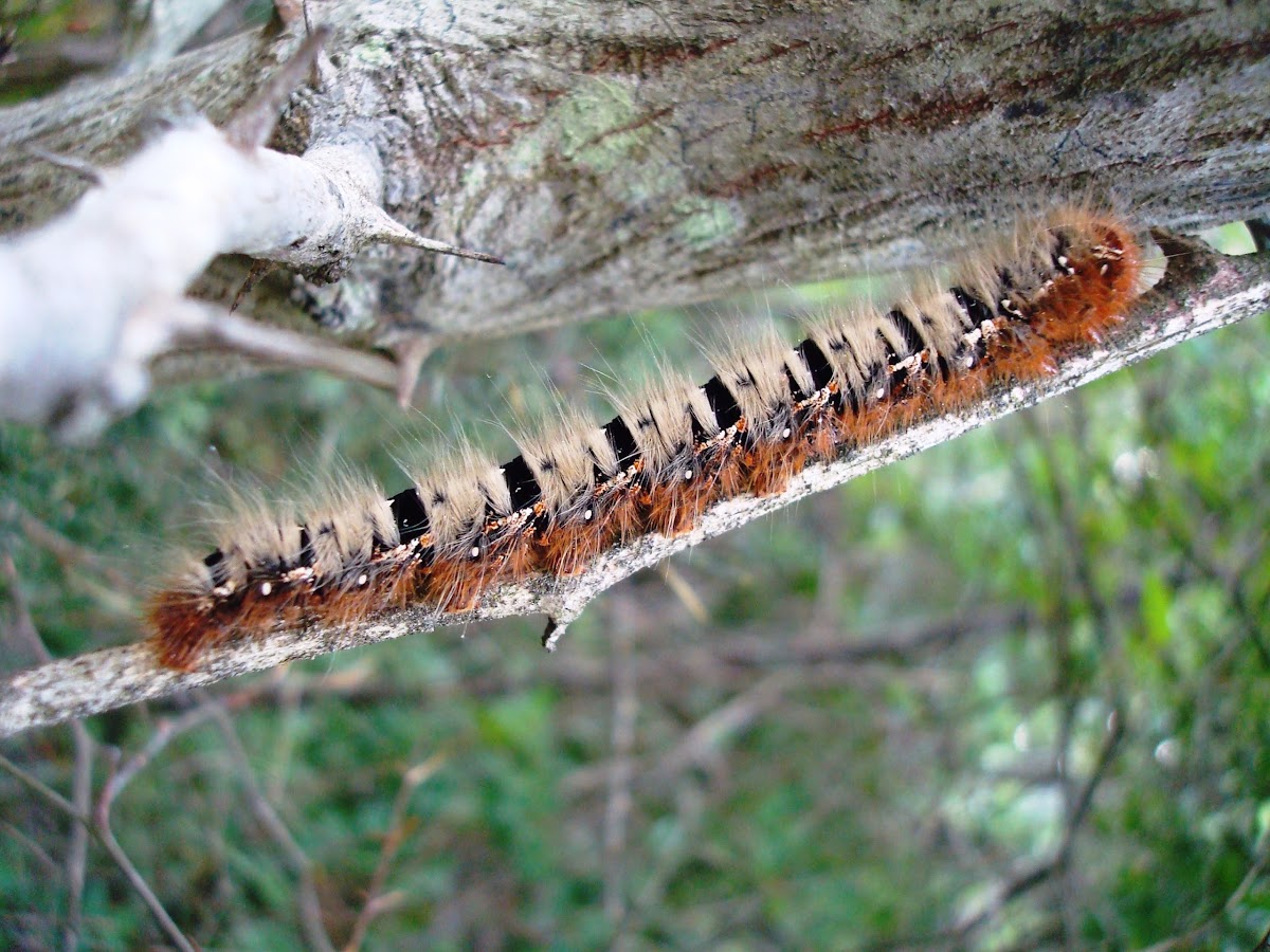 Oak Eggar Moth Caterpillar / Hrastov prelac (gusjenica)