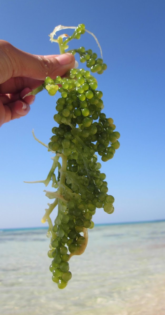 Oval sea grapes seaweed