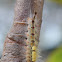 Tussock Moth Caterpillar