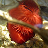 Beadlet anemone. Tomate marino