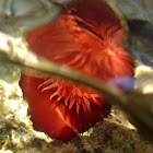 Beadlet anemone. Tomate marino