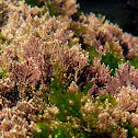 Red algae & Sea letuce