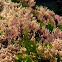Red algae & Sea letuce