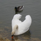 Mute Swan [and Mallard]