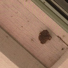 Beginning of a Wasp Nest