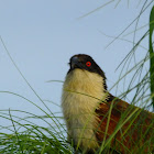 Coppery Tailed Coucal