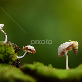 wonderland by Girdan Nasution - Nature Up Close Mushrooms & Fungi